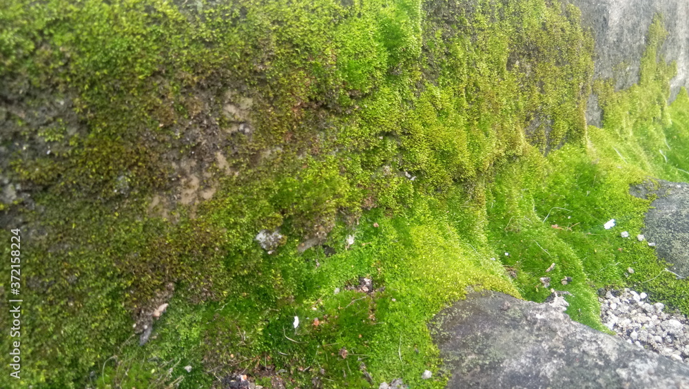 Moss Grass Green on walls