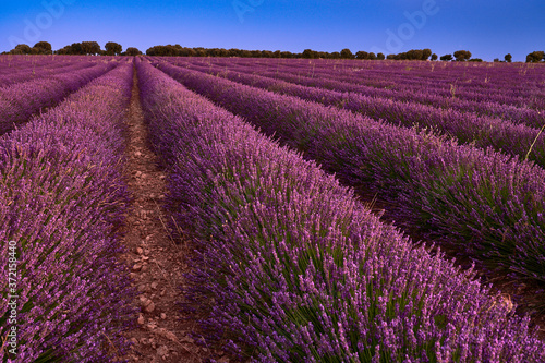 Lavender Fields at blue hour in Brihuega