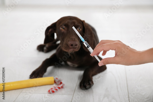 Woman with syringe near dog indoors, closeup. Pet vaccination