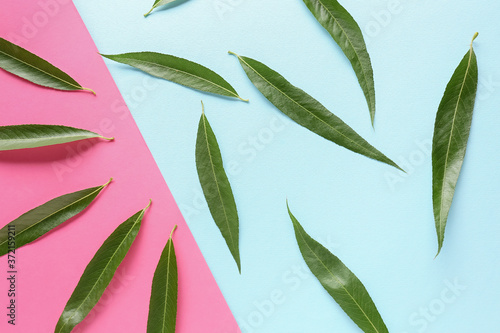 Green osier leaves on color background