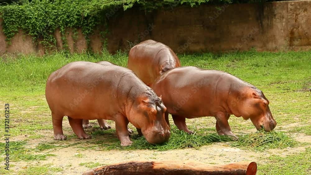 Hippopotamus eating grass in Chiangmai Thailand Hippopotamus eating grass in Chiangmai Thailand