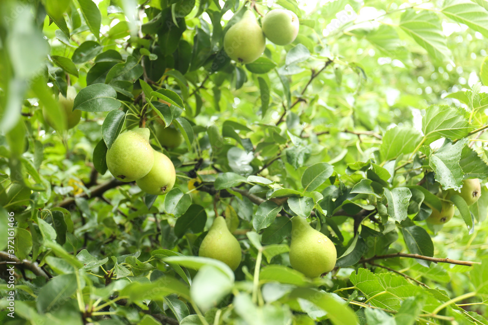 Pear tree with ripe fruits in orchard on sunny day Pear tree with ripe fruits in orchard on sunny day