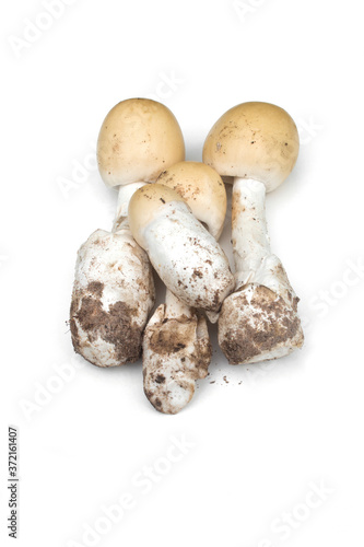 Amanita vaginata, Amanita hemibapha isolated on white background.