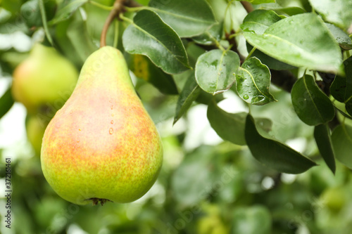 Ripe pear on tree branch in garden, closeup