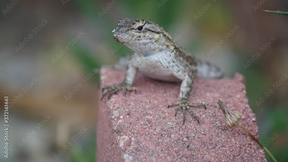 Close Up of Lizard Staring and Blinking at Camera Close Up of Lizard Staring and Blinking at Camera
