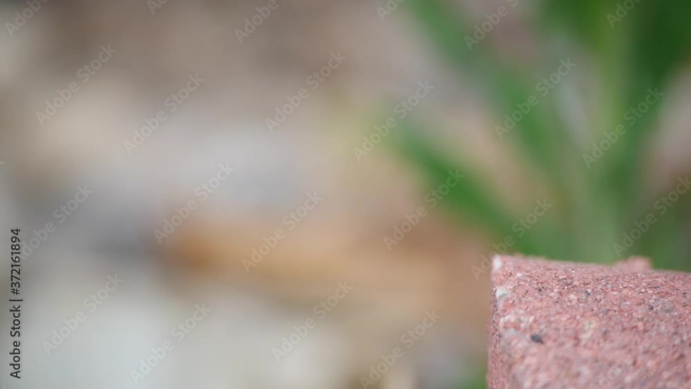 Close Up of Lizard Jumping off Stone Ledge in Slow Motion
