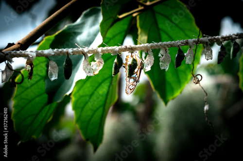 Frisch aus dem Kokon geschlüpfter Malachitfalter (Siproeta stelenes) - Tropischer Schmetterling im Schmetterlingshaus 