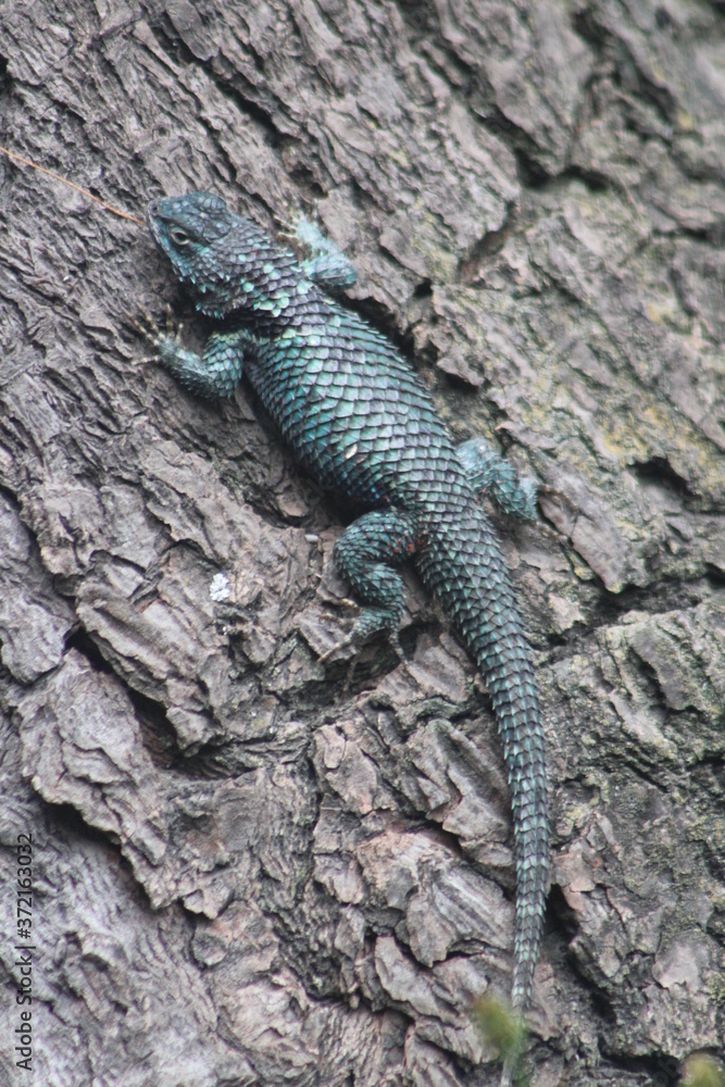 Fototapeta premium Tornasol