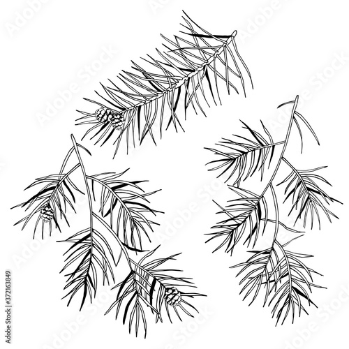 Pine branches and cones. Hand drawn vector illustration isolated on white background. For Christmas decoration, posters, banners, sales and other winter events.
