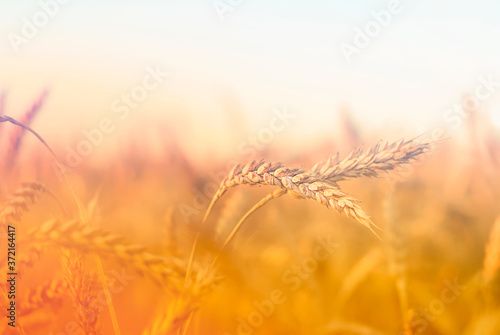 golden ears of wheat in the sun