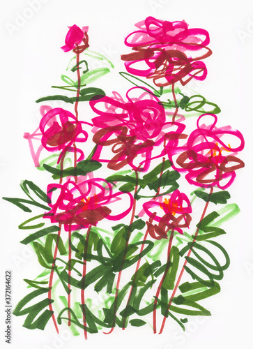 A sketch of blooming garden dark pink peonies is drawn on a white background using colored markers