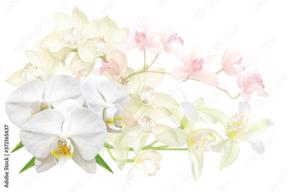 Fototapeta premium bouquet of orchid flowers isolated on white