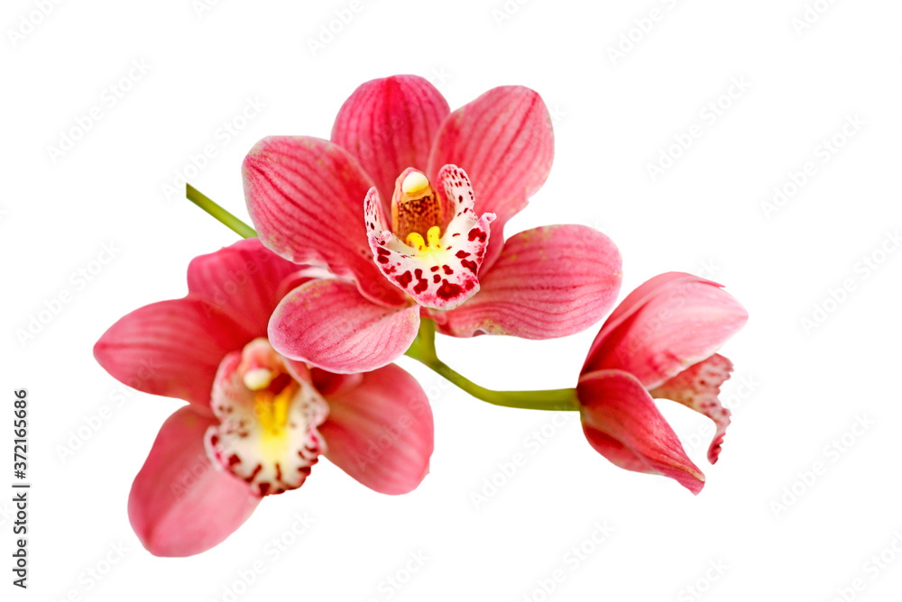 Obraz premium pink orchid branch isolated on white