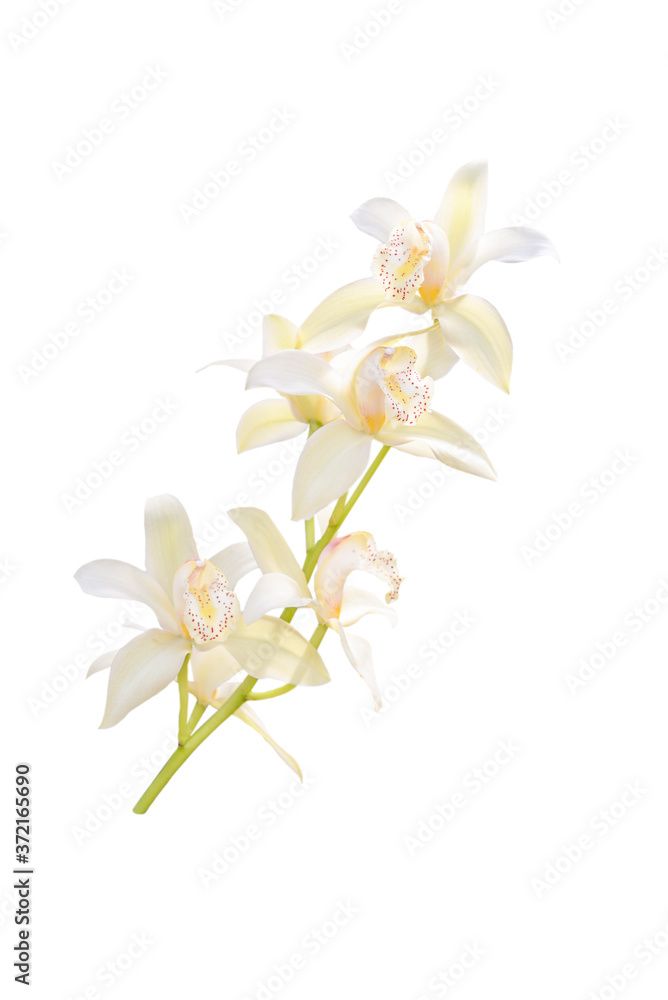 Obraz premium White orchid branch isolated on white