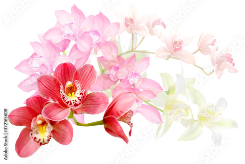 bouquet of orchid flowers isolated on white © Elena Umyskova
