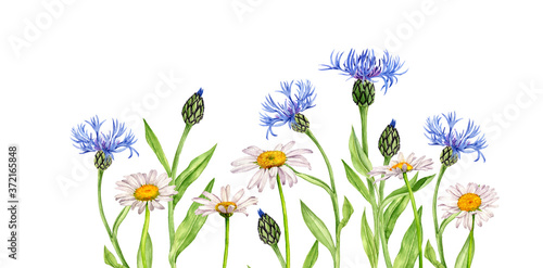watercolor drawing flowers photo