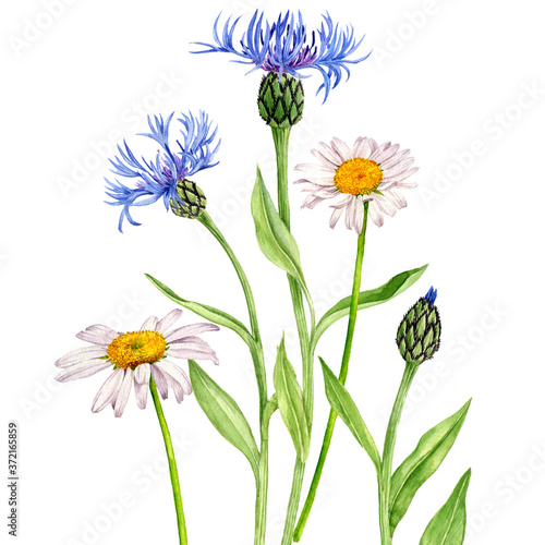 Fotografie watercolor drawing flowers