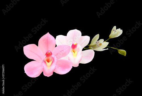 pink orchid flowers isolated on black background