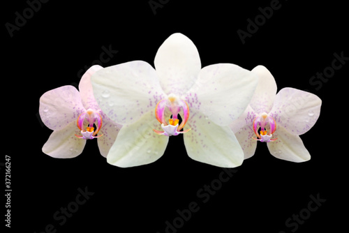 white orchid flowers isolated on black
