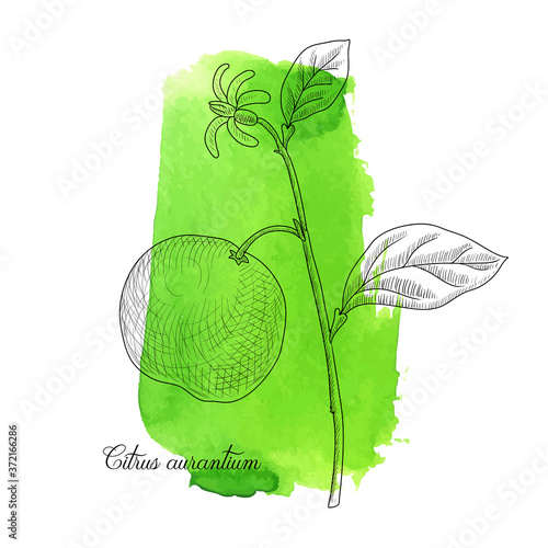vector drawing bitter prange