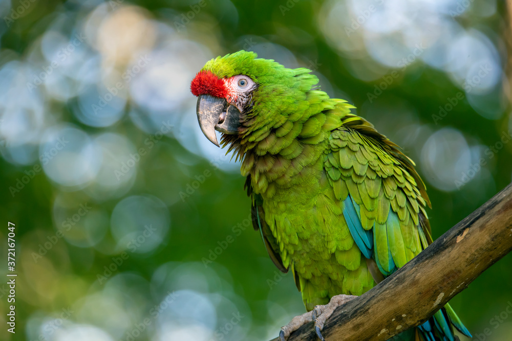 Naklejka premium Great green military macaw Ara militaris mexicana portrait.