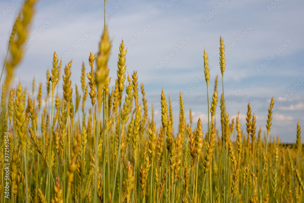 Fototapeta premium Ripe wheat in the fields. Harvesting begins