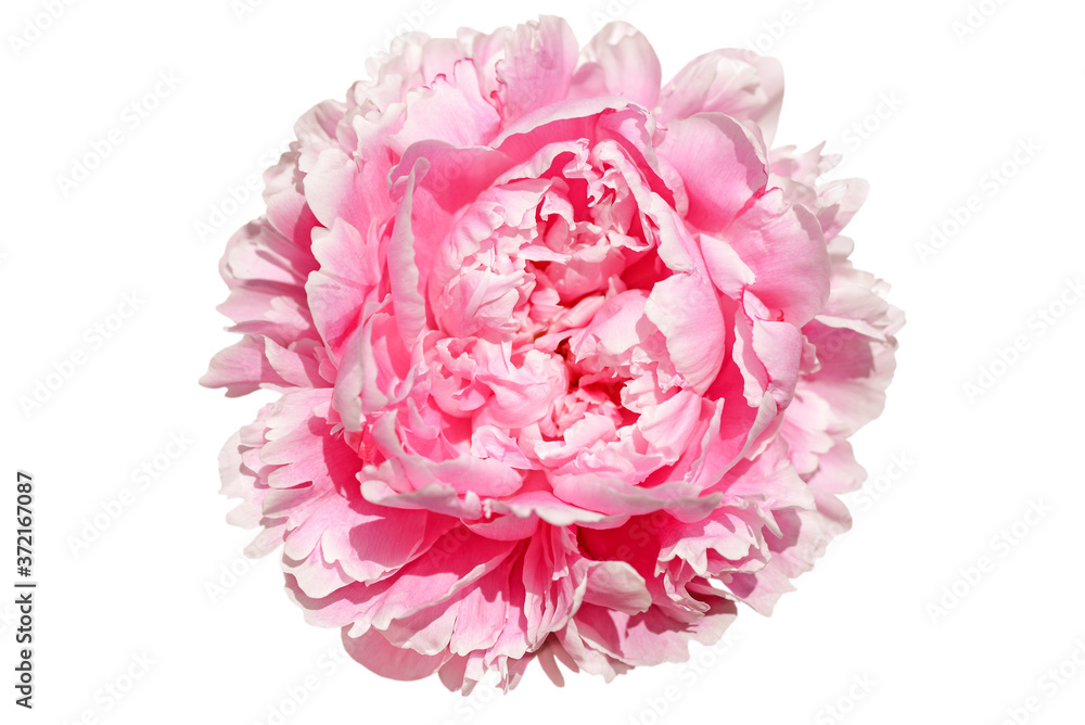 pink peony flower isolated on white background pink peony flower isolated on white background