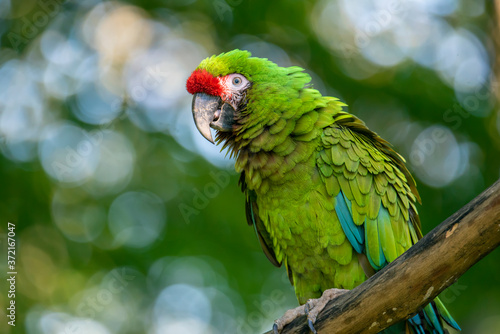 Great green military macaw Ara militaris mexicana portrait.