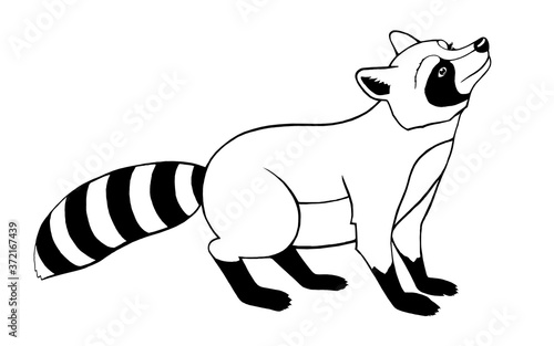Curious raccoon on a white background  illustration