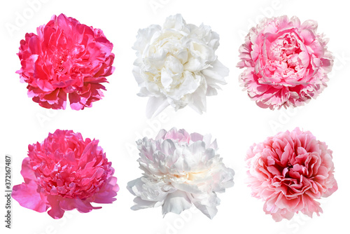 set of peony flowers isolated on white © Elena Umyskova