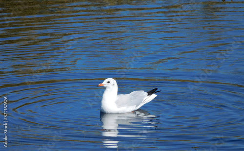 white gull swims on the blue water of the lake