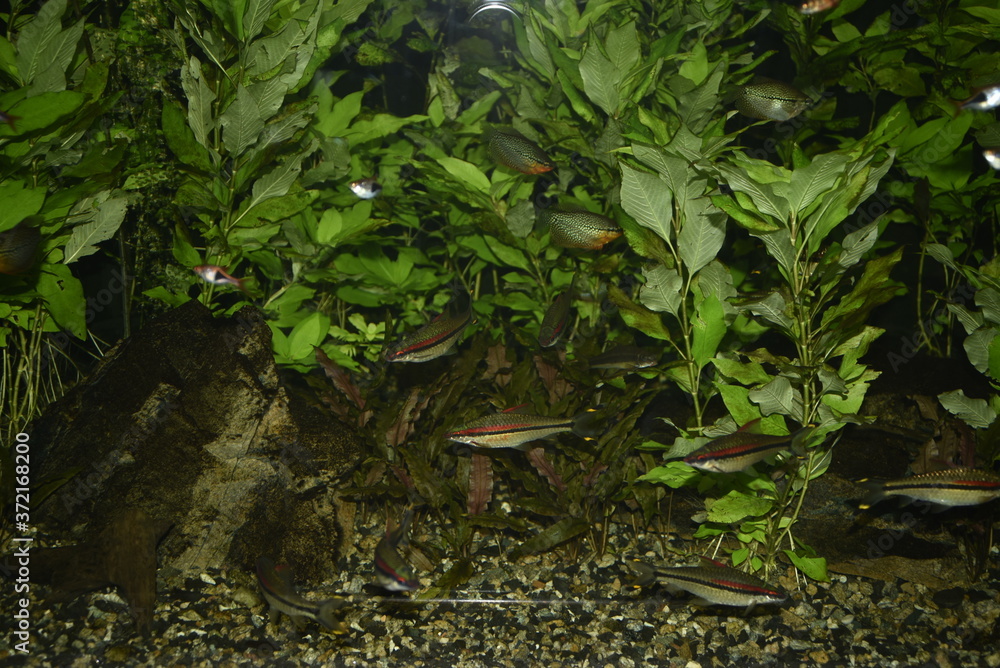 Fishes in water Fishes in water