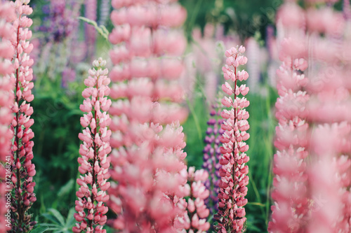 .Lupins photo