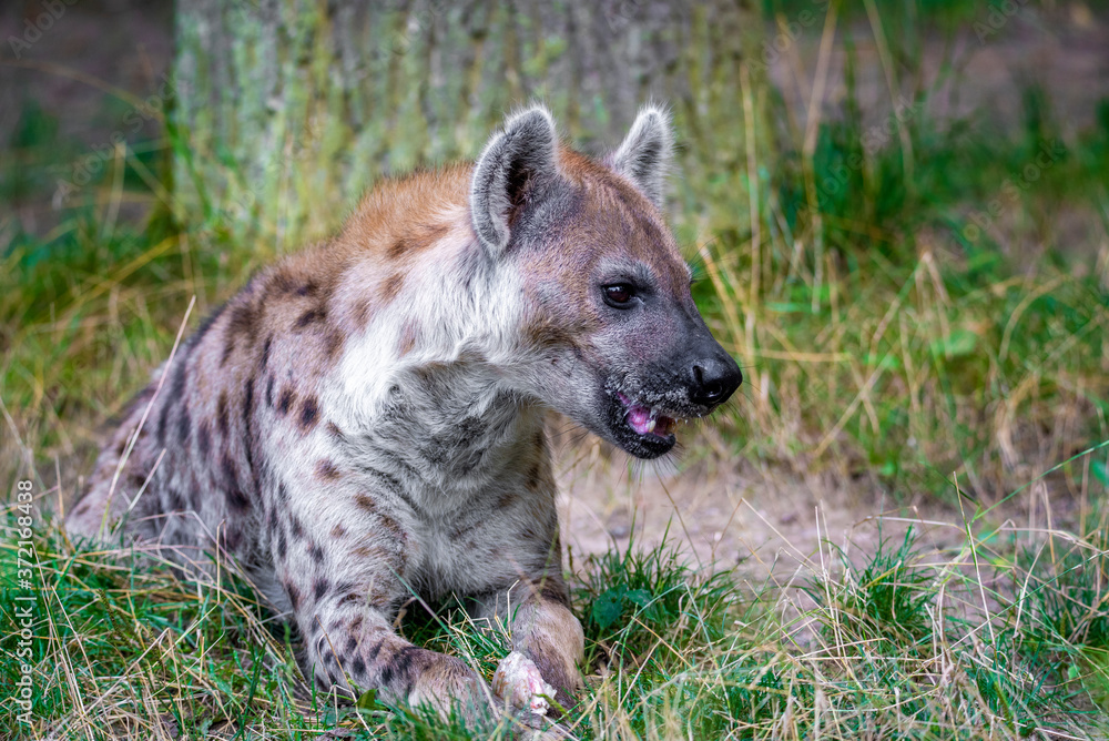 Spotted Hyenas in nature,close up.. Carnivore, creature. Spotted Hyenas in nature,close up.. Carnivore, creature.