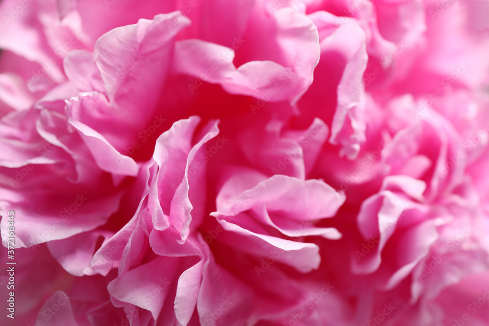 Closeup view of beautiful pink peony flower Closeup view of beautiful pink peony flower
