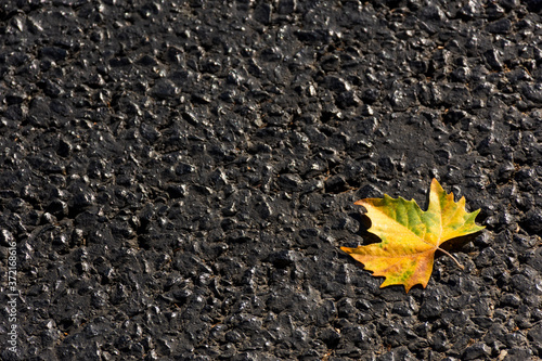 Maple leaf on the asphalt top view. Original greeting card layout. Autumn background with leaves. Symbol of the onset of autumn.