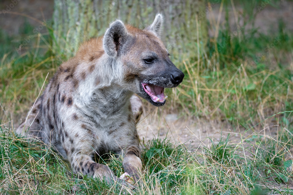 Spotted Hyenas in nature,close up.. Carnivore, creature. Spotted Hyenas in nature,close up.. Carnivore, creature.
