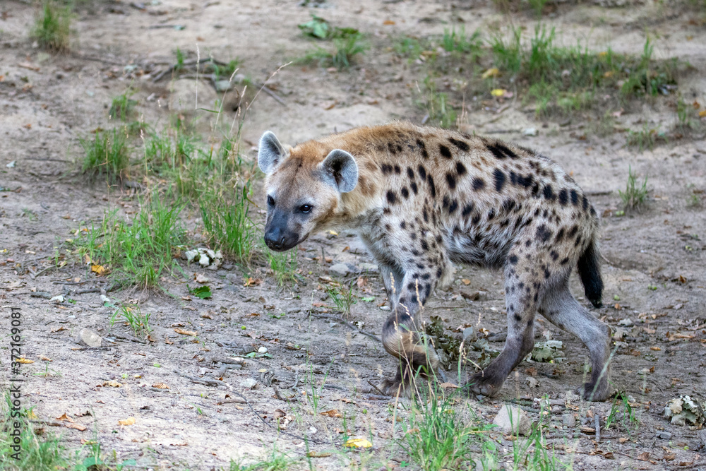 Spotted Hyenas in nature,close up.. Carnivore, creature. Spotted Hyenas in nature,close up.. Carnivore, creature.
