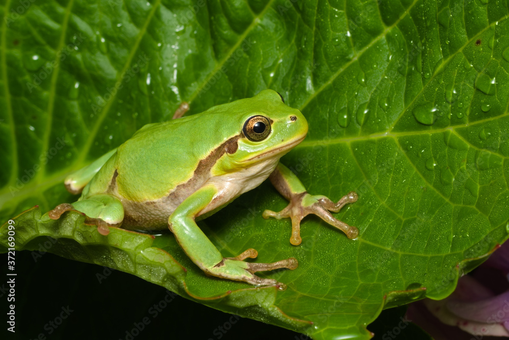 Female of the Italian tree frog (Hyla perrini) sitting on a leaf after a rainy night
Female of the Italian tree frog (Hyla perrini) sitting on a leaf after a rainy night