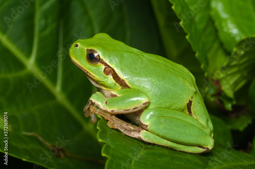 Female of the Italian tree frog (Hyla perrini) sitting on a leaf after a rainy night 