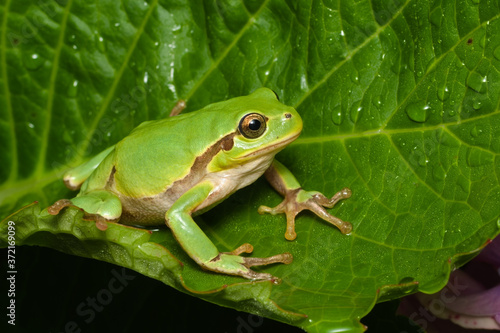Female of the Italian tree frog (Hyla perrini) sitting on a leaf after a rainy night
