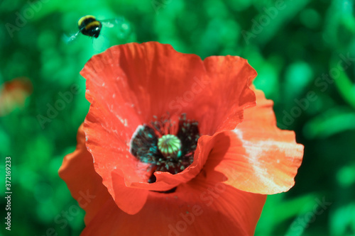 Mohnblume