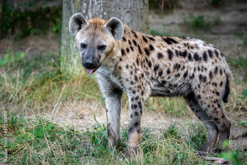 Spotted Hyenas in nature,close up.. Carnivore, creature.