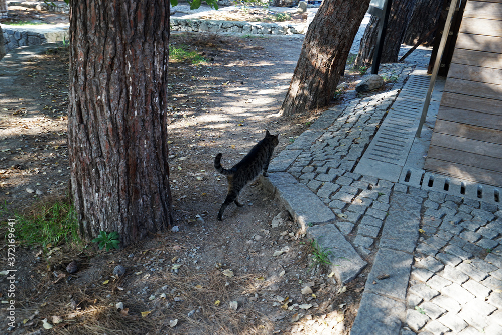 Walking tabby cat on rocky ground floor