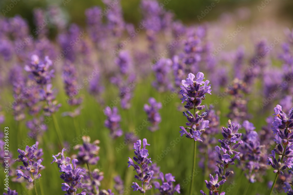 Beautiful blooming lavender field on summer day, closeup Beautiful blooming lavender field on summer day, closeup