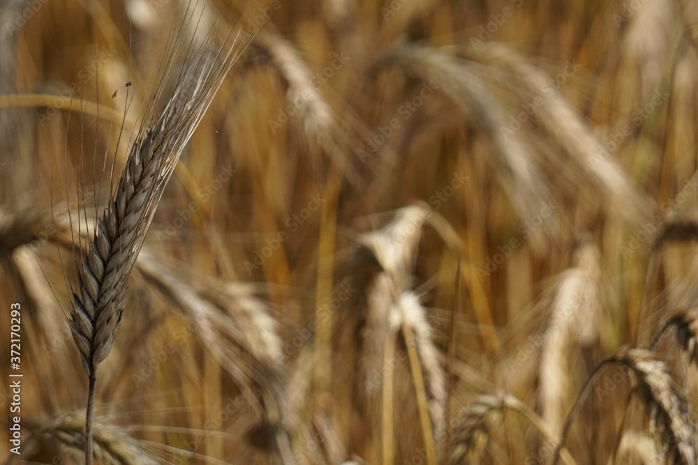 Fototapeta premium ripe ear of rye on blurred background