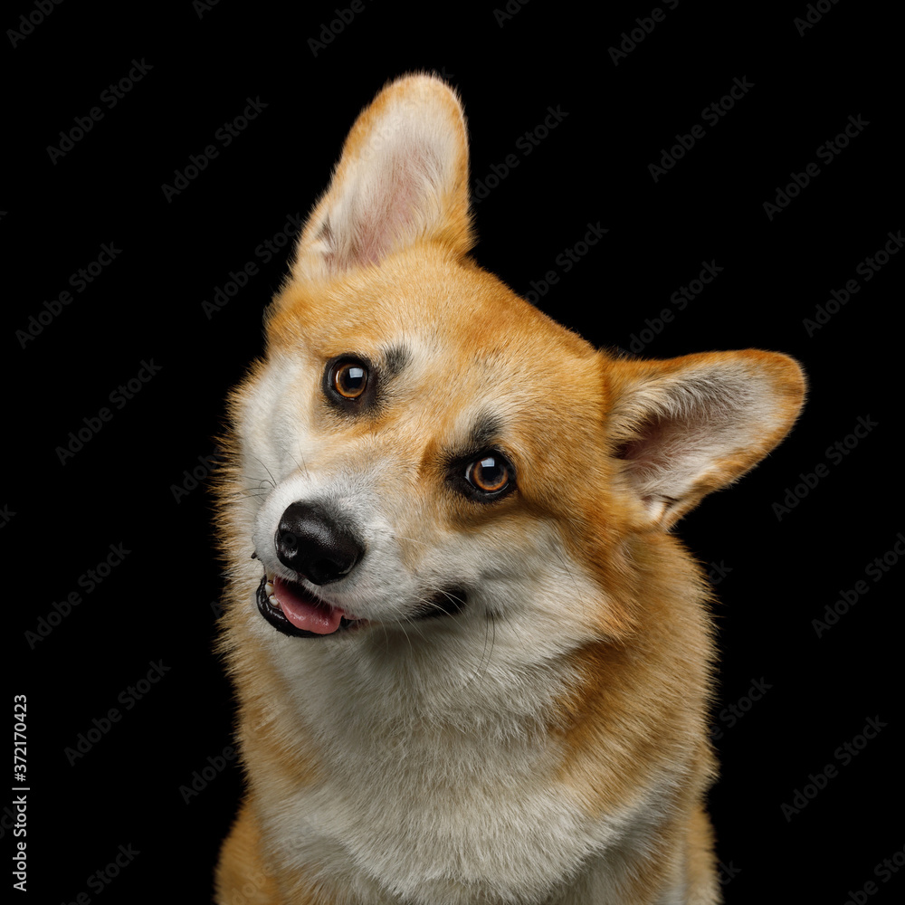 Portrait of dog corgi pembroke turns its head curiously in studio in front of black background