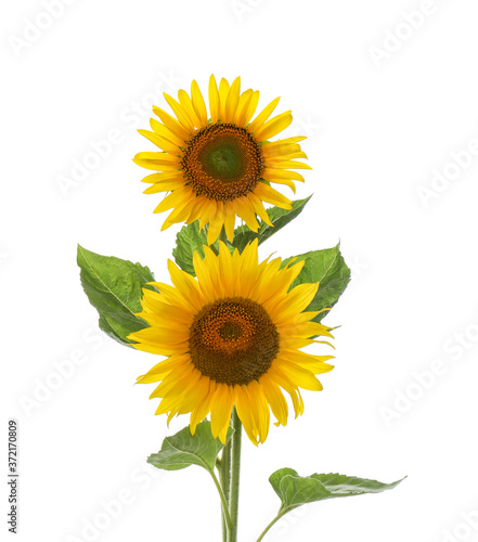 Fototapeta Naklejka Na Ścianę i Meble -  Beautiful bright blooming sunflowers on white background