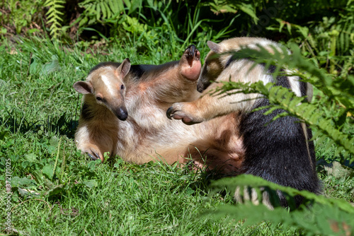 Southern Anteater tamandua tetradactyla photo