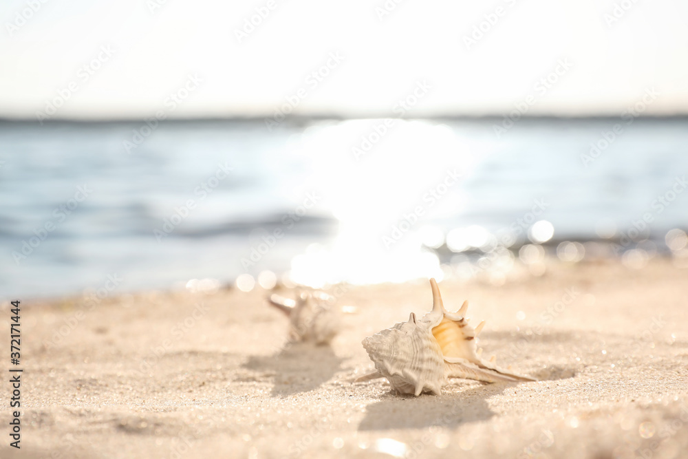 Beautiful sea shells on sandy beach. Space for text Beautiful sea shells on sandy beach. Space for text